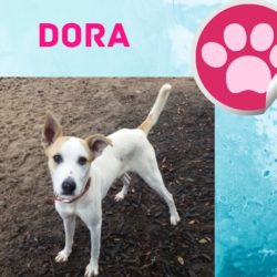 Dora – Pandora