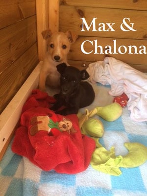 Max und Chalona